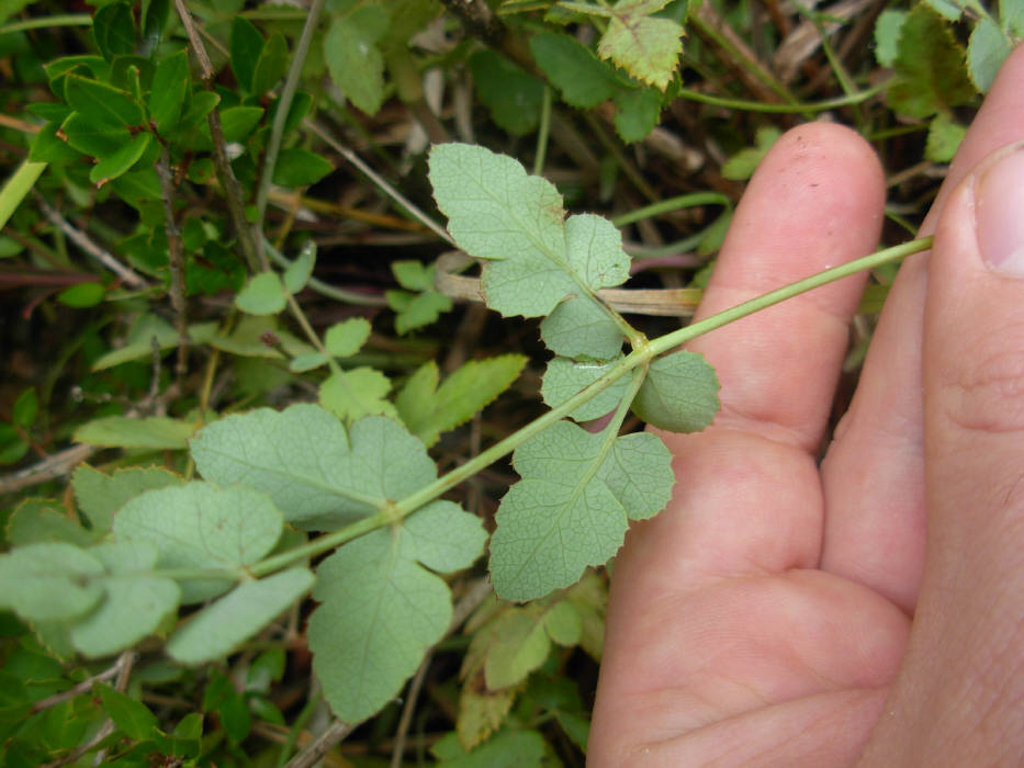 Peucedanum  cervaria (=Cervaria rivini ) / Imperatoria cervaria